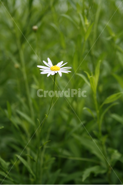 벌개미취,식물,flower,plants,nature,꽃,꽃봉오리,식물,자연,plants,nature,꽃,flower