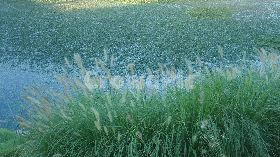 수초,마름,풀,강아지풀,억새,식물,자연,plants,nature