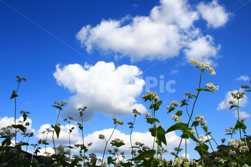 메밀,메밀꽃,메밀밭,메밀재배,메밀농사,식물,자연,plants,nature