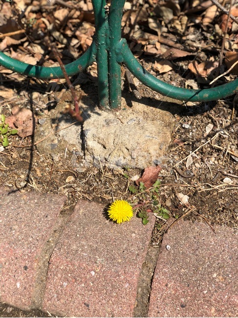 민들레,꽃,들꽃,봄,화단,노랑,flower,spring,yellow,꽃,flower