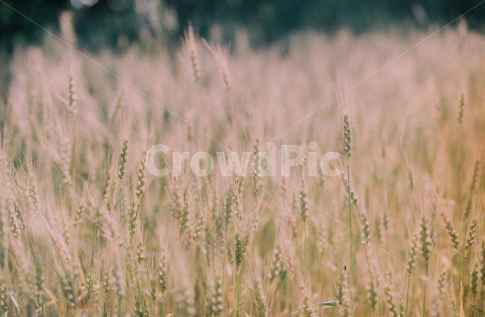 강아지풀,감성사진,필름카메라,한강,여행,식물,자연,plants,nature,감성,sensible,feeling