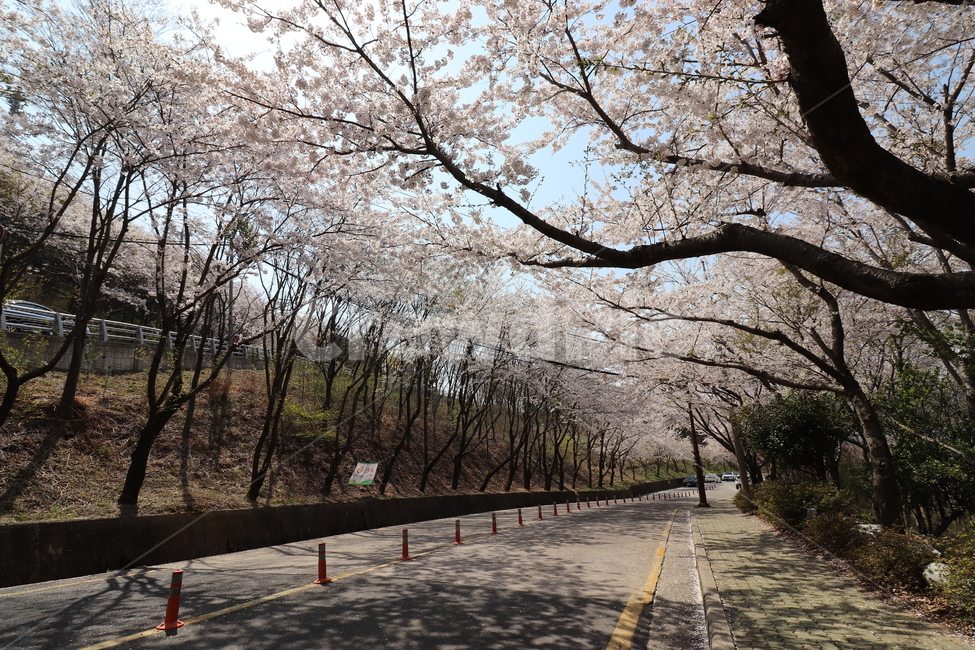 부산,황령산,벚꽃,벚꽃터널,봄꽃,봄날,연분홍색,핑크색,spring,나무,beautiful,예쁜