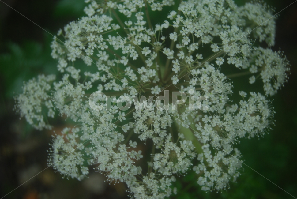 태백산,야생화,100대명산,안개,자연,식물,자연,plants,nature,꽃,flower