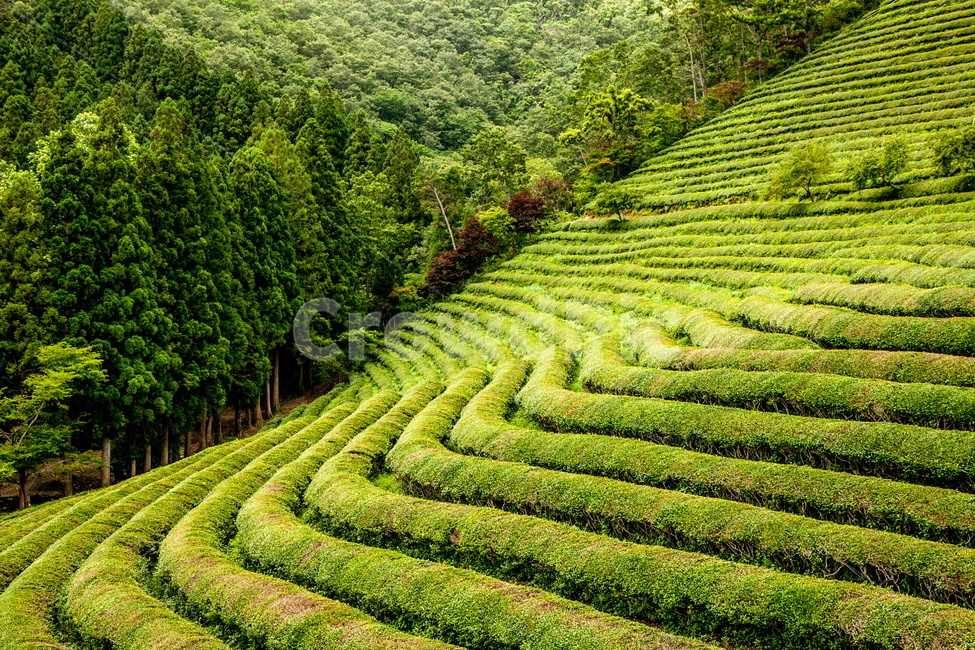 대한다원,녹차밭,hill,green,greentea,보성