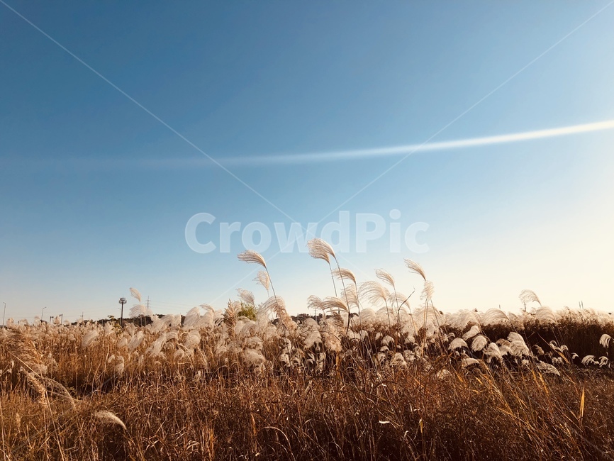 갈대,하늘,따뜻한,그라데이션,가을,감성