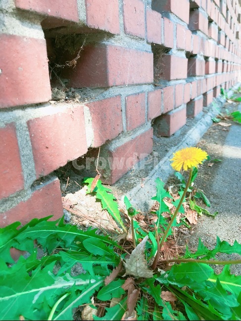 벽돌,민들레,풀,꽃,자연,담,식물,노란색,초록색,plant,flower,식물,자연,plants,nature,꽃,flower