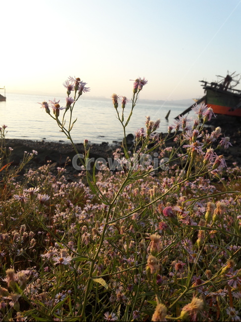 꽃,flower,배,ship,아침,sea,바닷가,식물,plant