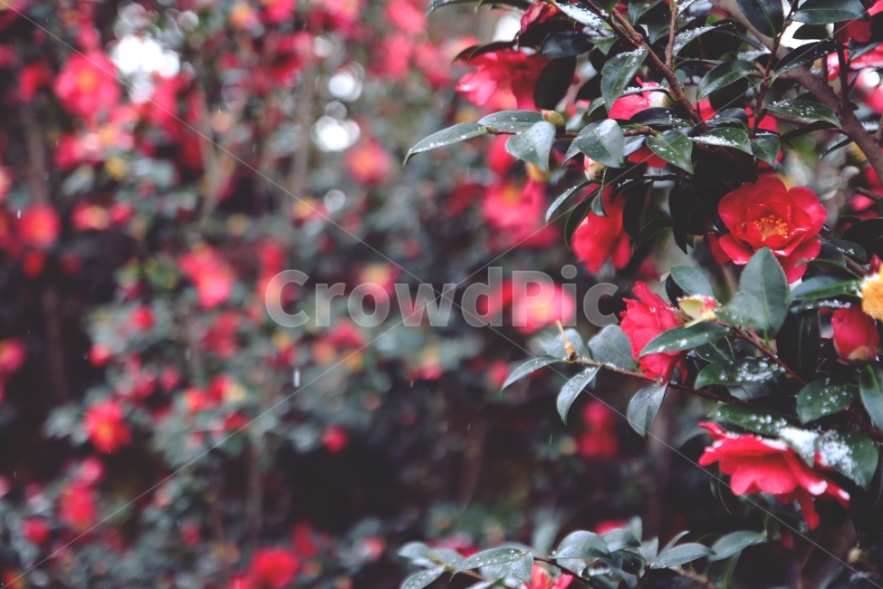 동백,제주도,동백꽃,겨울,눈,꽃,식물,자연,plants,nature,꽃,flower,감성,sensible,feeling