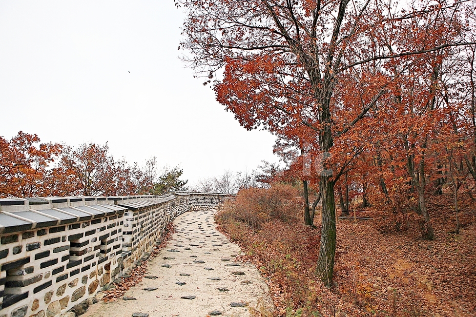 남한산성,성,성곽,단풍,낙엽,길,둘레길,담,돌담,가을,자연,풍경,벽,울긋불긋,산성,식물,가을,계절,fall,autumn,season,한국전통,한국문화,korean traditional,korean culture,tree,나무,plant