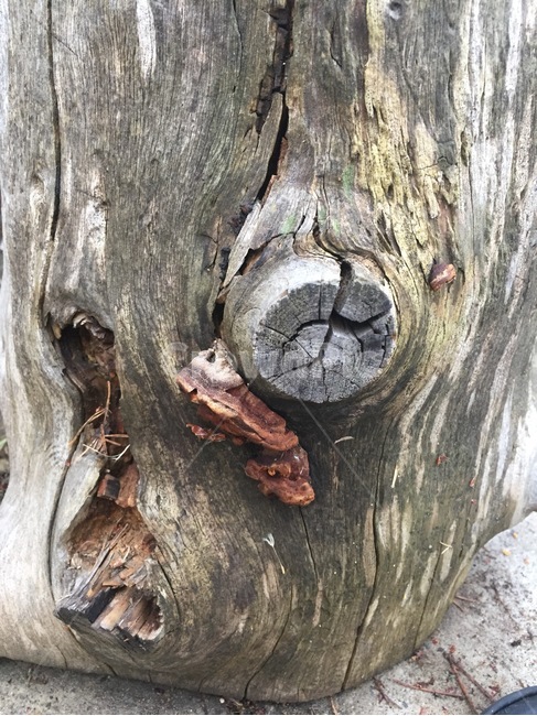나무,tree,산책,나무기둥,버섯,나무,trees,wood