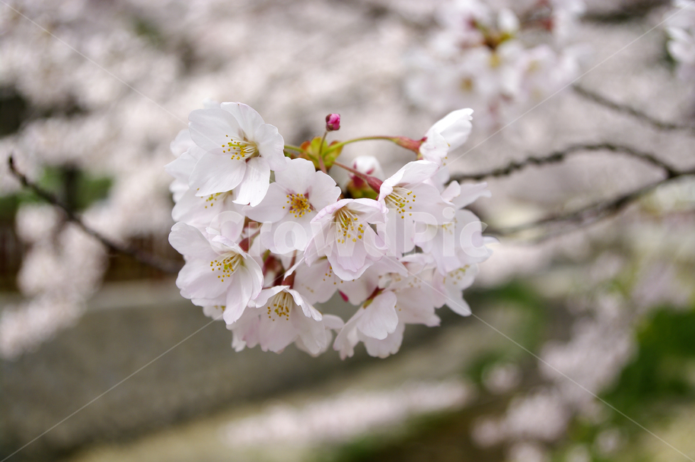 벚꽃,나무,꽃,식물,봄,flower,plant,봄,계절,spring,season,식물,자연,plants,nature,꽃,flower