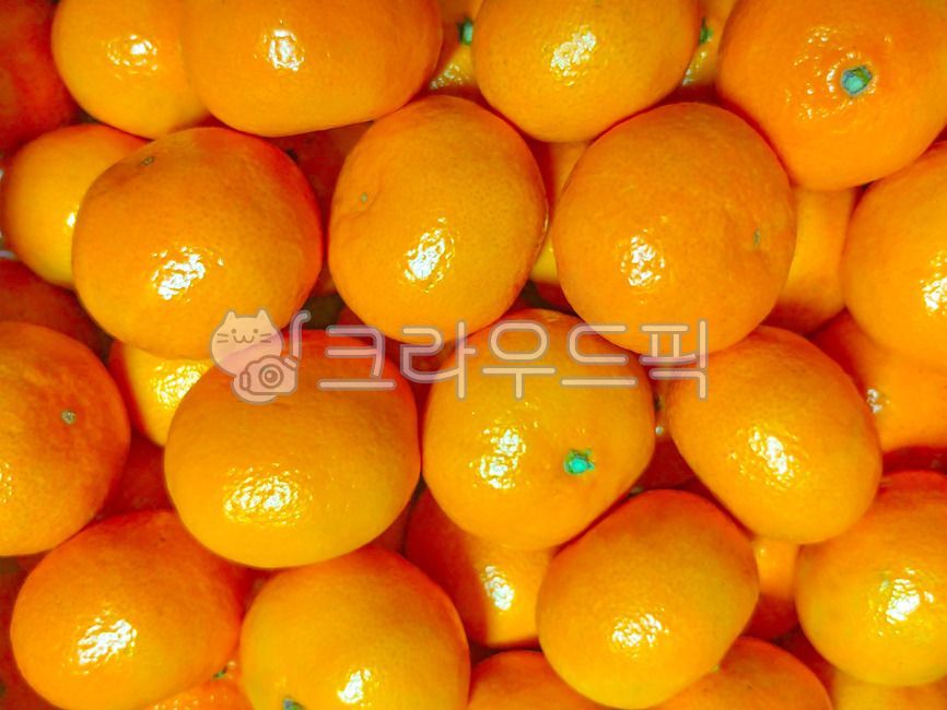 귤,오렌지,특산물,감귤,과일,음식,식물,식품,가을,배경,바탕,백그라운드,제주특산물,제주특산품,특산품,계절과일
