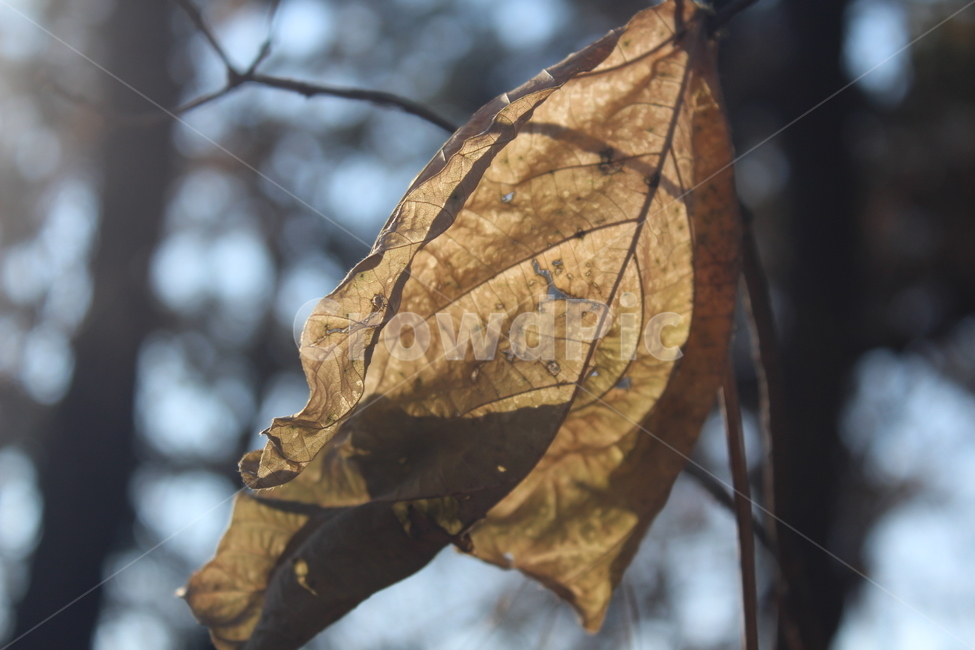 leaf,plant,식물,tree,잎