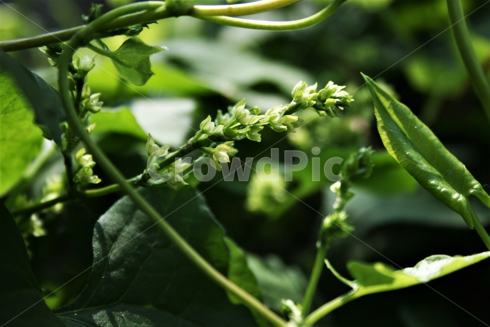 삼도하수오,닭의덩굴속,한국특산,희귀식물,자연,야생화,식물,자연,plants,nature