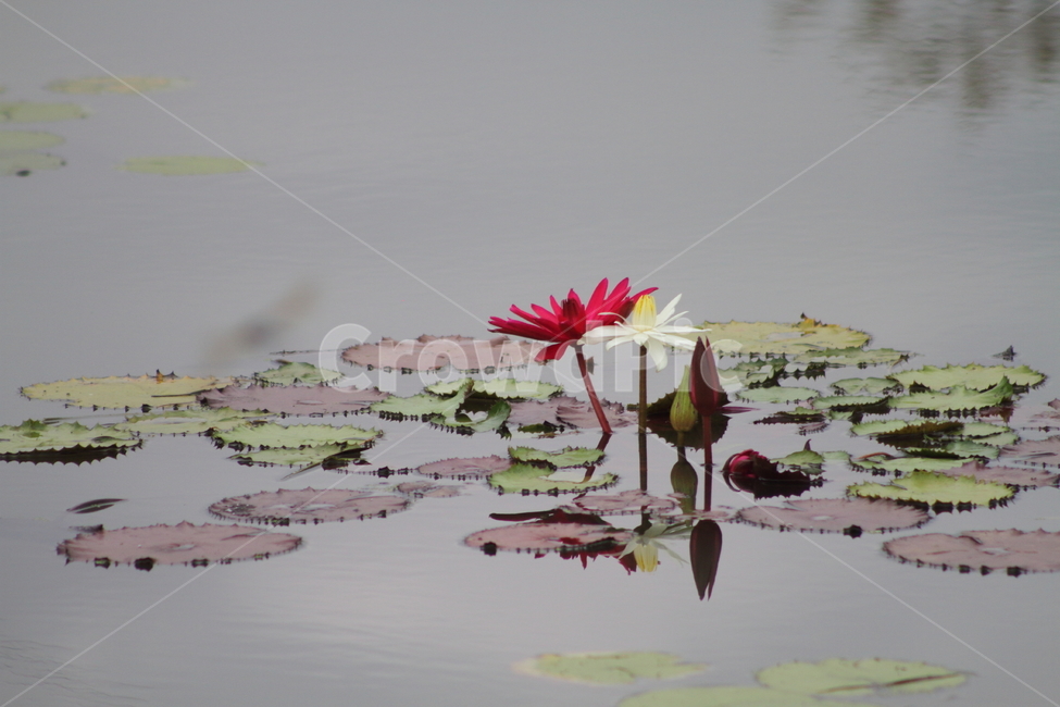 연,수련,꽃,식물,waterlily,식물,자연,plants,nature,꽃,flower