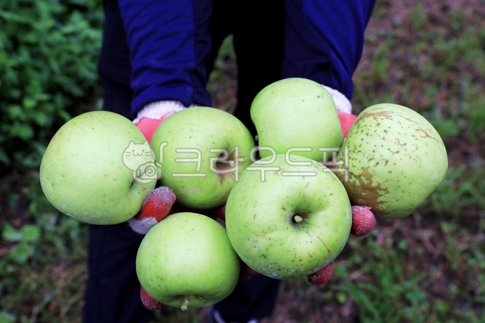 harvest,apple picking,pesticidefree,green,fruit,ecofriendly,aori,sour,delicious,food,summer,human hands,apple,crunchy,hard,sweet,sweet and sour,green apple