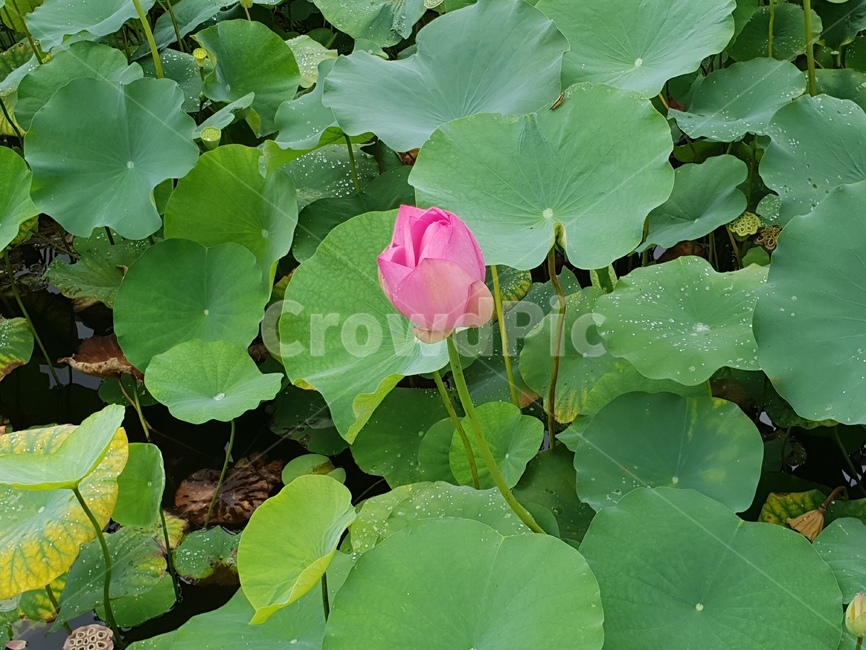 연꽃,꽃,수련,식물,lotusblossom,flower,연,수초,식물,자연,plants,nature,꽃,flower