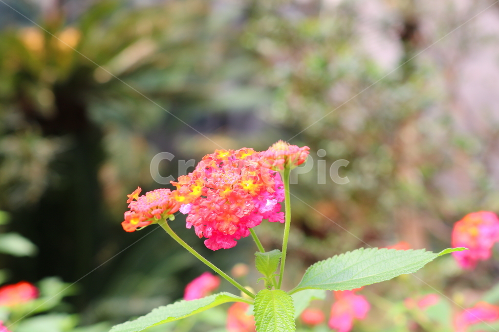 란타나,꽃,란타나꽃,식물,열대식물,란타나카마라,마편초과,자연,식물,자연,plants,nature,꽃,flower