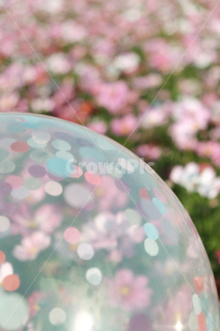 꽃,코스모스,꽃보케,풍선,cosmos,가을,계절,fall,autumn,season,식물,자연,plants,nature,꽃,flower