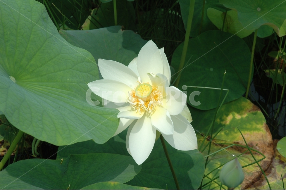 백련,연꽃,whitelotus,꽃,순결,식물,자연,plants,nature,꽃,flower