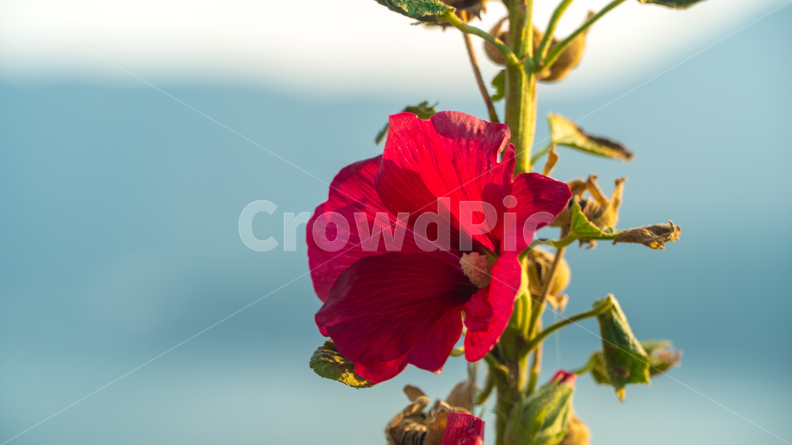 식물,flower,무궁화,꽃,아름다움,나무,nature,자연