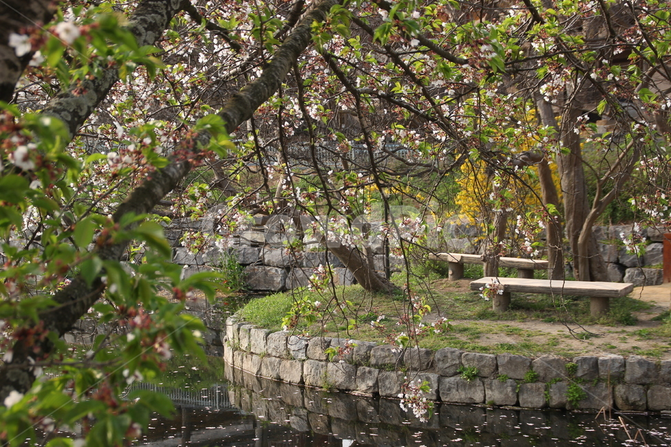 꽃,벚꽃,연못,명재고택,flower,cherryblossom,pond,myeongjae