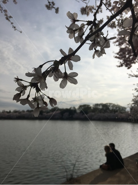 봄,벚꽃,강가,물,커플,사람,자연,human,nature,outdoors,water,river,flower,couple,cherryblossom