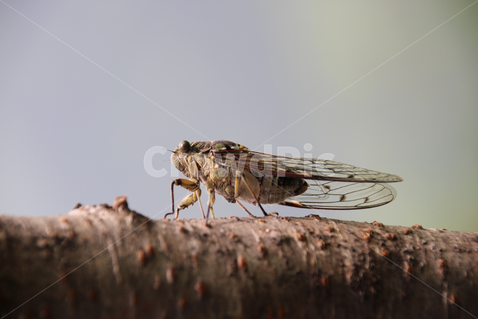 매미,여름,나무,곤충,접사,근접촬영,동물,insect,animal,cicada,동물,animal,곤충,벌레,insect,bug