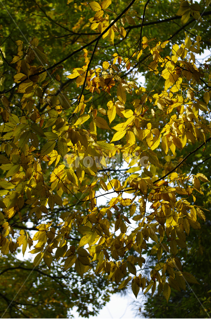 가을,단풍,나무,식물,plant,자연,nature,가을,계절,fall,autumn,season,leaf,잎,tree