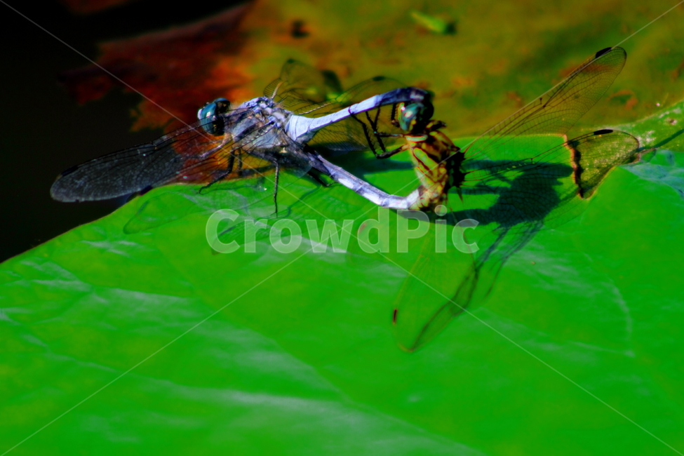 잠자리,곤충,왕잠자리,insect,dragonfly,동물,animal,곤충,벌레,insect,bug
