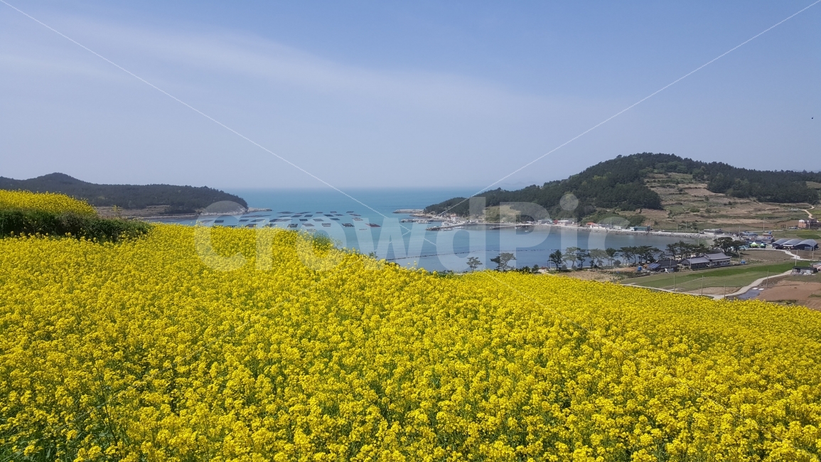 봄,유채꽃,바다,섬,슬로시티,하늘,자연,풍경,nature,landscape,봄,계절,spring,season,grassland,목초지,field,들,outdoors,옥외,rural,농촌,farm,농장,meadow