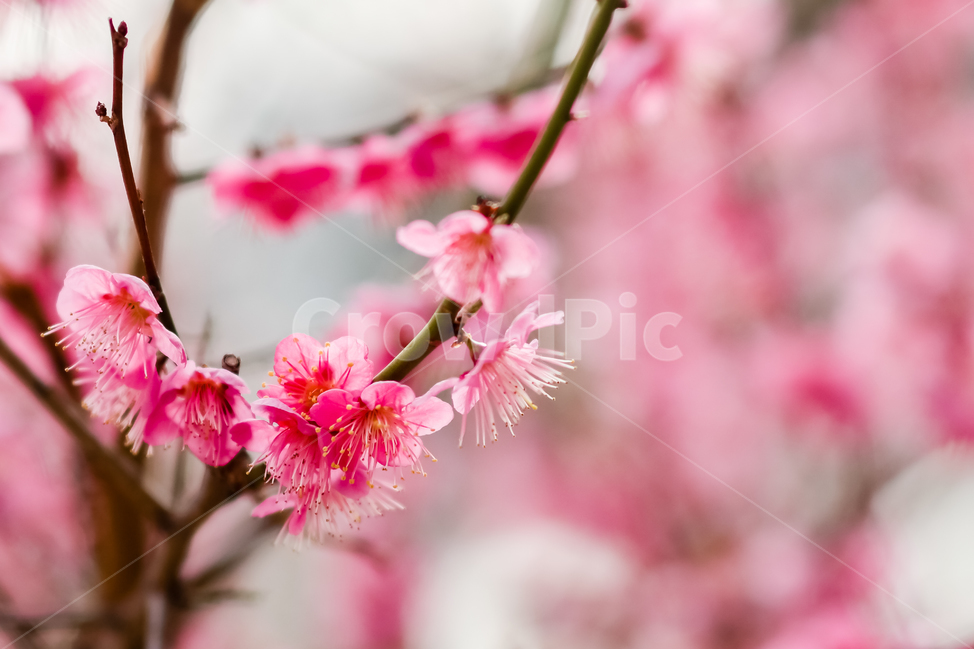 꽃,봄,겨울,붉은색,매화,식물,자연,plants,nature,꽃,flower,색깔,색상,색채,색감,color sense,color sensitivity,feeling of color