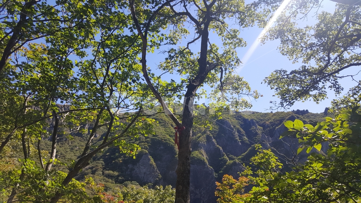나무,산,햇살,자연풍경,여름산,푸른산,맑은하늘,힐링