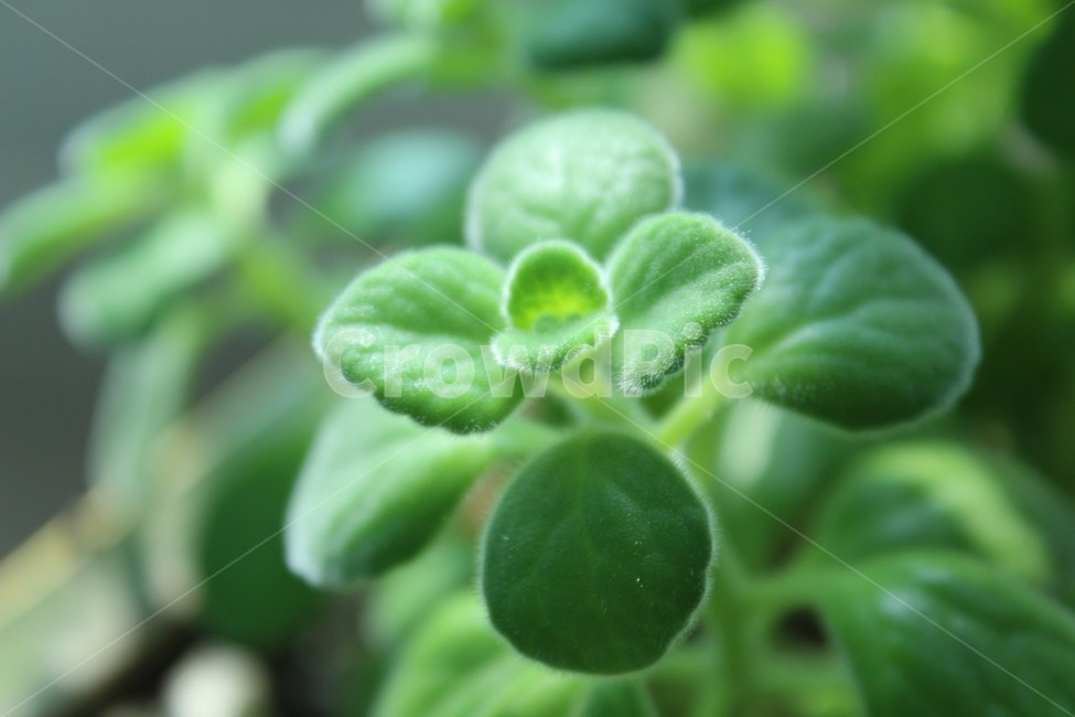 leaf,잎,허브,herbs,초록,식물,green