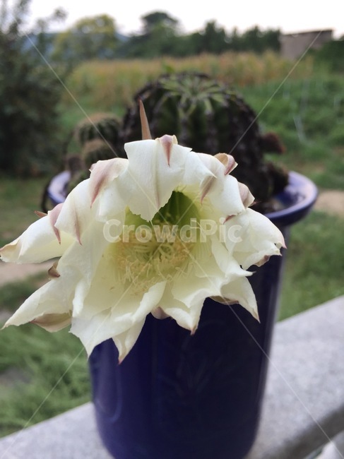 선인장,선인장꽃,cactus,화분,꽃,식물,자연,plants,nature,꽃,flower