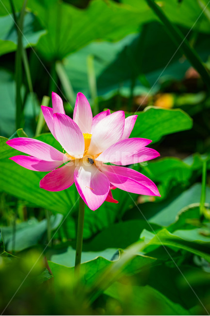 자연,꽃,연꽃,연방죽,조화,식물,자연,plants,nature,꽃,flower