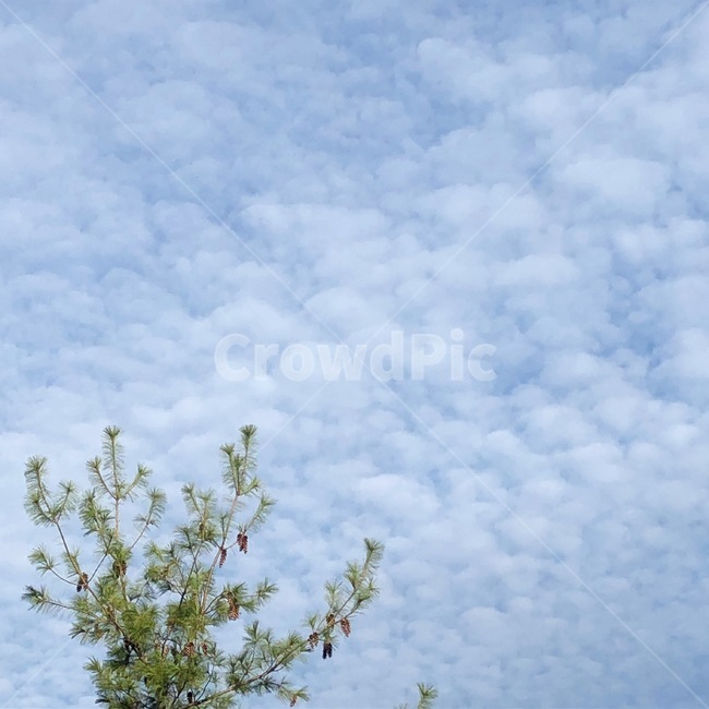 하늘,뭉게구름,구름,날씨맑음,나무,자연,풍경,nature,landscape,outdoors,옥외