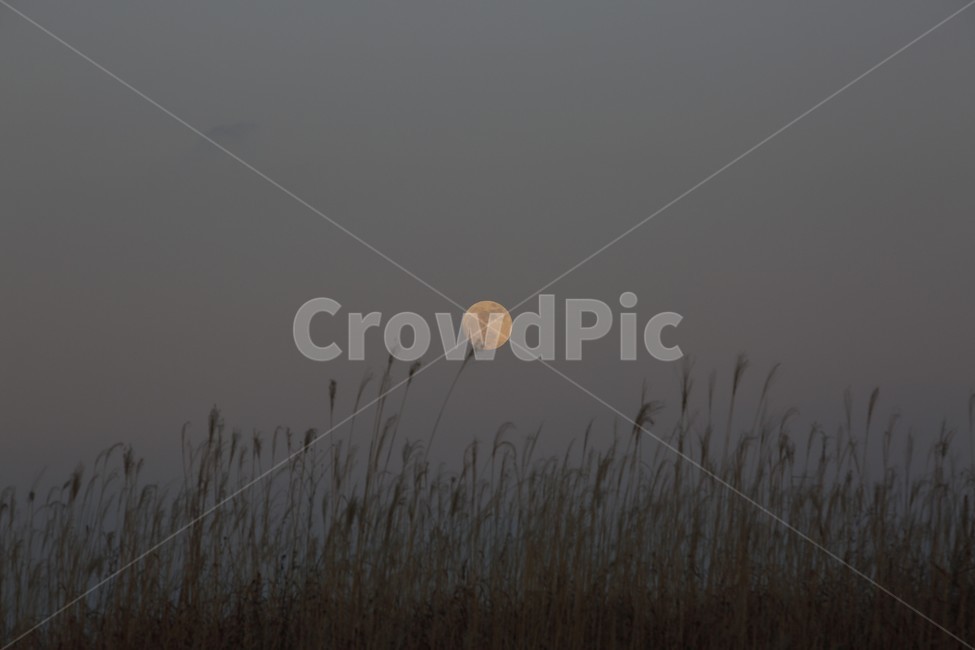 어스름,달,갈대,겨울,저녁하늘,자연,풍경,nature,landscape,야경,밤,nightscape,night,plant,식물,grass,잔디,outdoors,옥외