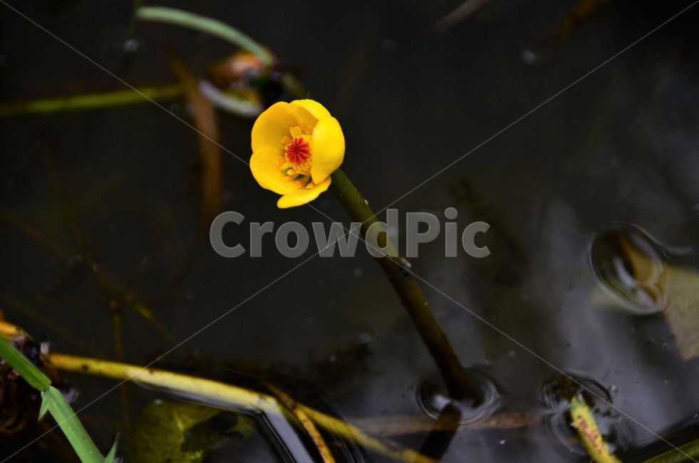 왜개연꽃,수련과,여러해살이,수생식물,야생화,정원식물,식물,자연,plants,nature,꽃,flower