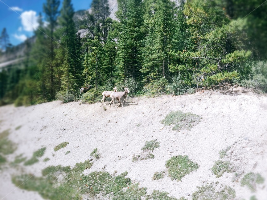 나무,산양,캐나다,tree,goat,자연,풍경,nature,landscape,해외,외국,세계,foreign,oversea,world,세계자연풍경,해외자연풍경,외국자연풍경,world nature landscape,plant,식물,fir,전나무