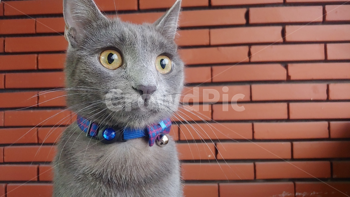 고양이,동물,cat,pet,animal,러시안블루,회색,gray,애완동물