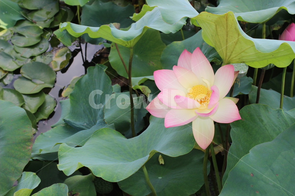 연꽃,꽃,flower,식물,연못,초가을