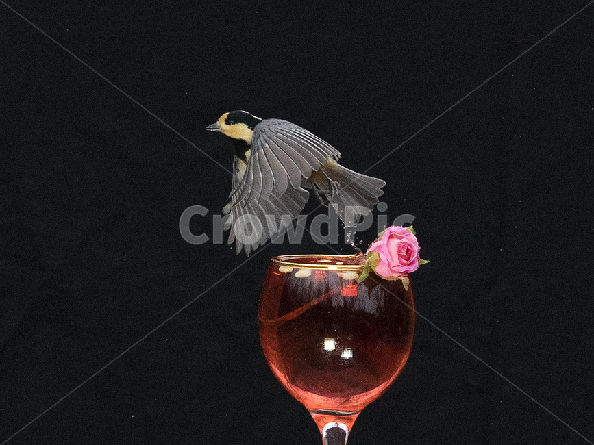 동물,새,bird,조류,딱새,박새,동물,animal,조류,새,birds
