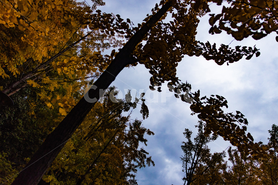 은행,은행나무,은행나무숲,은행잎,은행숲,가을,계절,fall,autumn,season,자연,풍경,nature,landscape,tree,나무,plant,식물,tree trunk,나무 줄기,light,빛,flare,플레어