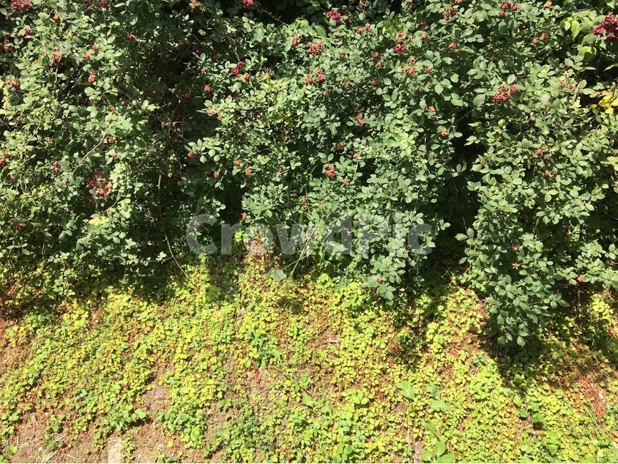 초록나뭇잎,나뭇잎,초록,꽃,자연,식물,자연,plants,nature