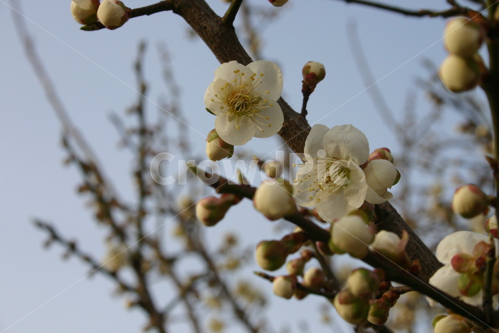 매화,flower,blossom,yinghua,white,background,tree,leaf,plant,green,nature,leaves,branch,fruit,isolated,spring,fresh,foliage,garden,agriculture,flora,growth,forest,herb,organic,pine,macro,closeup,closeup,natural,twig,bloom,beauty,blooming,beautiful,petal,season,outdoors,environment,freshness,lush,grass,bouquet