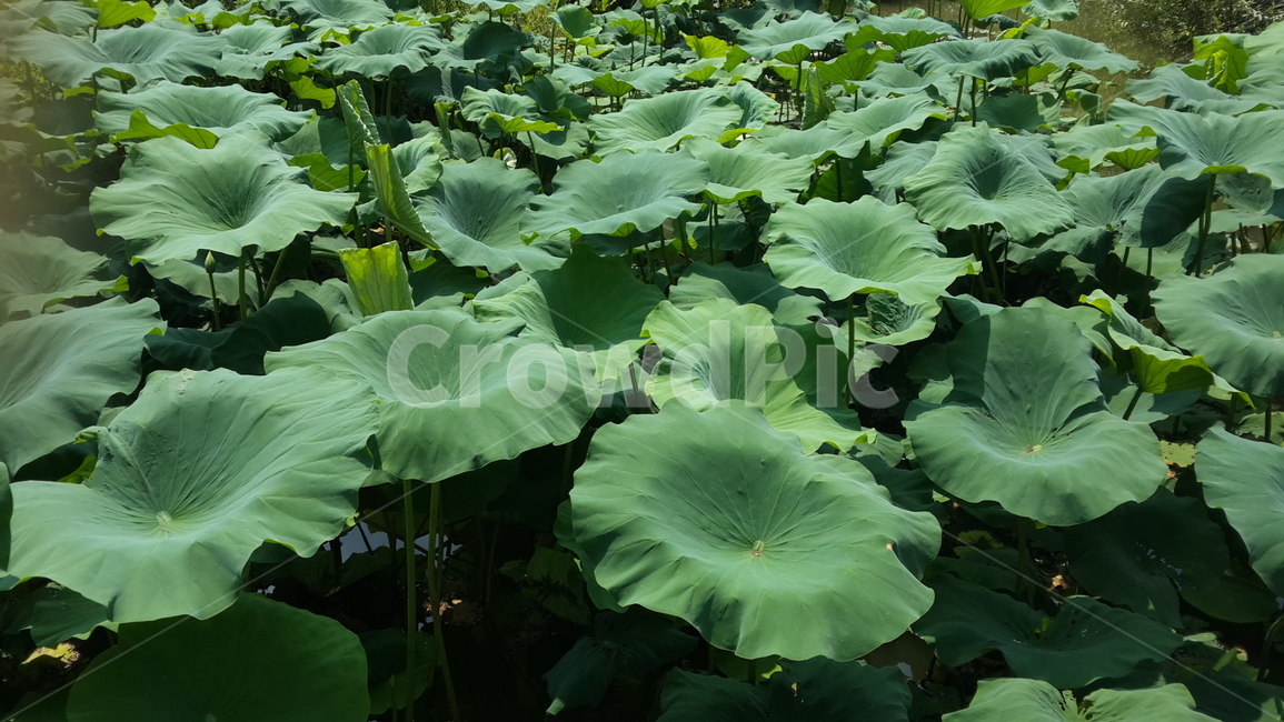 autumn,수련,연꽃,가을,lotusflower,lotus,식물,자연,plants,nature