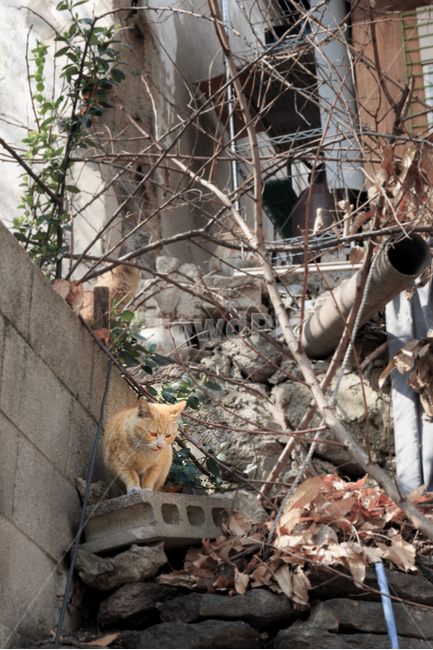 도둑고양이,길고양이,고양이,동물,길냥이,담벼락,갈색,갈색고양이,귀여운,담장,달동네,산동네,복잡한,더러운,지저분한,골목,낙엽,나뭇가지,시멘트블럭,골목길,alley,동물,animal,포유류,mammal,고양이,cat,kitten,kitty