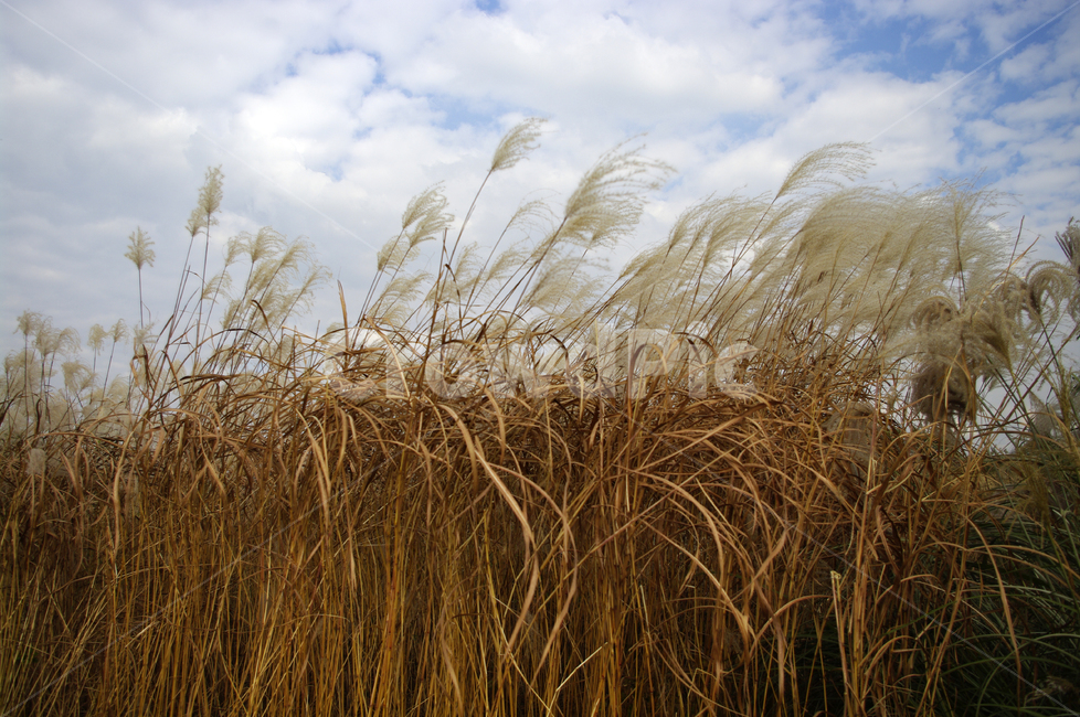 가을,억새,자연,nature,식물,plant,하늘,구름,자연,풍경,nature,landscape,grass,잔디,lawn