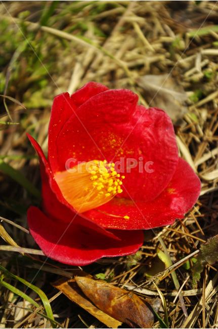 동백꽃,식물,flower,plants,nature,꽃,꽃봉오리,color,꽃,flower